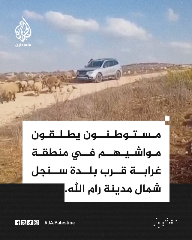מתנחלים משחררים את בעלי החיים שלהם באזור ג'ראבה ליד העיירה סינג'יל, מצפון לרמאללה.