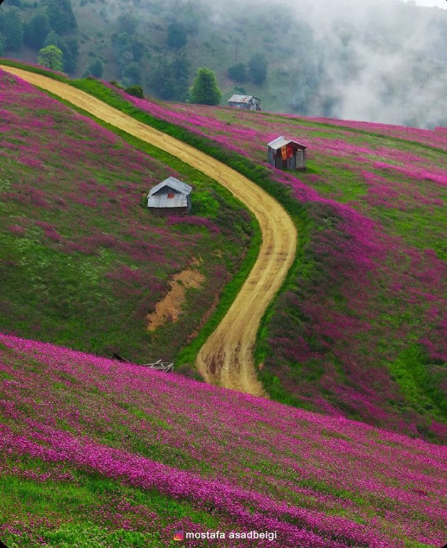 National Geographic farsi: گیلان و تمام زیبایی‌هایش...💛📸 مصطفی اسدبیگی🌏 | @NationalGeographicFarsi
