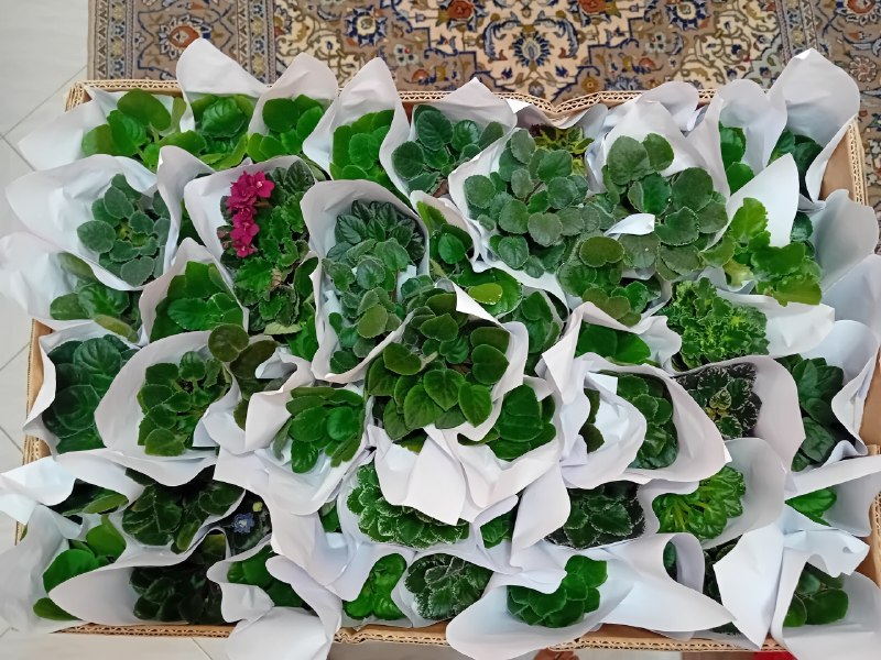 بنفشه آفریقایی آرمان: ۱۰۰ گیاهچه ۱۰۰ واریته مختلفی در حراج تابستانه‌برای شهر تهران