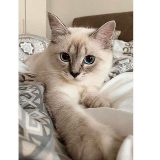 💎★彡❤♕MIཽYཽAཽVཽLཽAཽRཽ♕❤彡★💎 Telegram Group Link