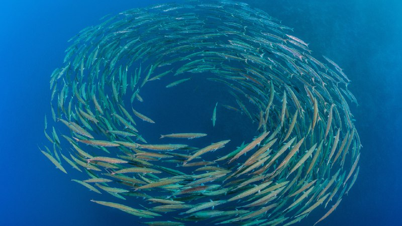 Shimmer in syncSchool of blackfin barracuda, Shark Reef, Ras Mohammed National Park, Sinai Peninsula, Egypt (© Alex Mustard/Nature Picture Library)