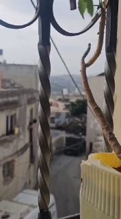 דחפור כיבוש הורס את האנדרטה של ההרוג כרם דויקאת בעיירה ביתא מדרום לשכם.