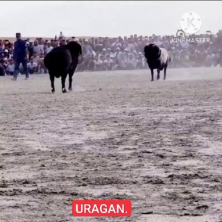 NUROTA QÕCHQORBOZLARI🐏🐏🏆🥇🇺🇿🐏.