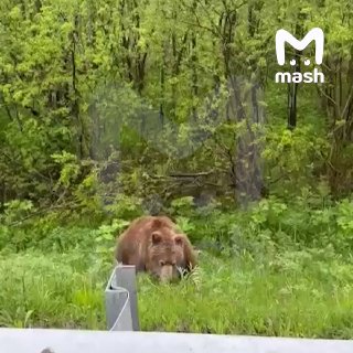 Бурых медведей могут разрешить отстреливать в Московской области — из-за резкого увеличения популяции косолапых. И зумеров.По данным Mash, в 2026-м количество медведей в России увеличилось с 200 до 300к особей — потому что их не отлавливают/убивают. Животн