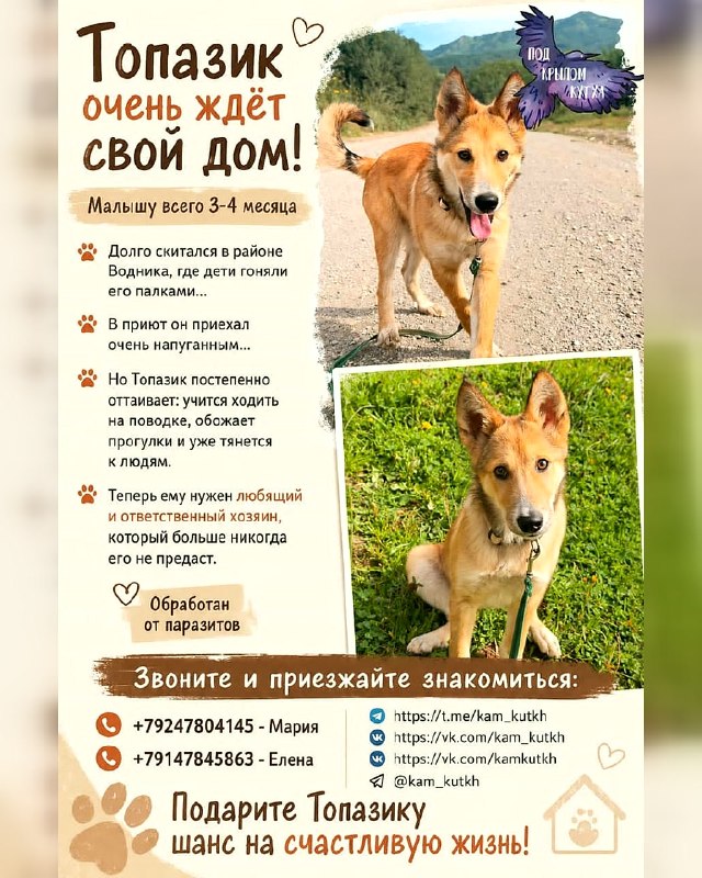 Топазик очень ждёт свой дом!

Малышу всего 3–4...