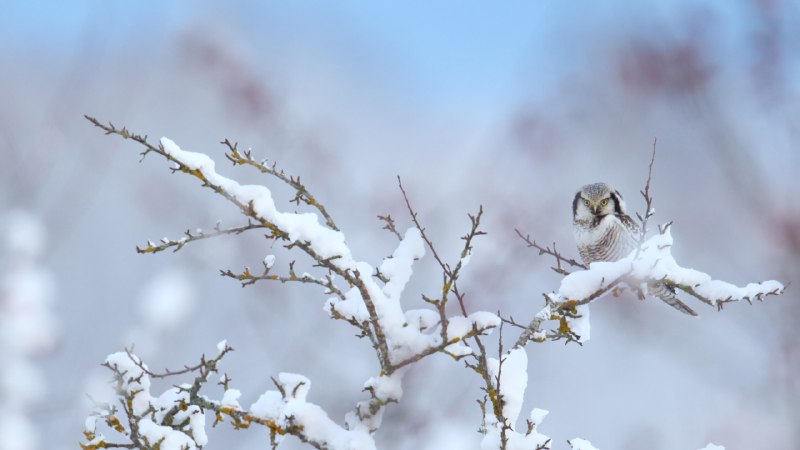 不是夜猫子北鹰鸮 (© Remo Savisaar/Alamy Stock Photo)