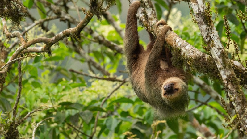 Life in the slow laneA Hoffmann's two-toed sloth in Ecuador (© Murray Cooper/Minden Pictures)