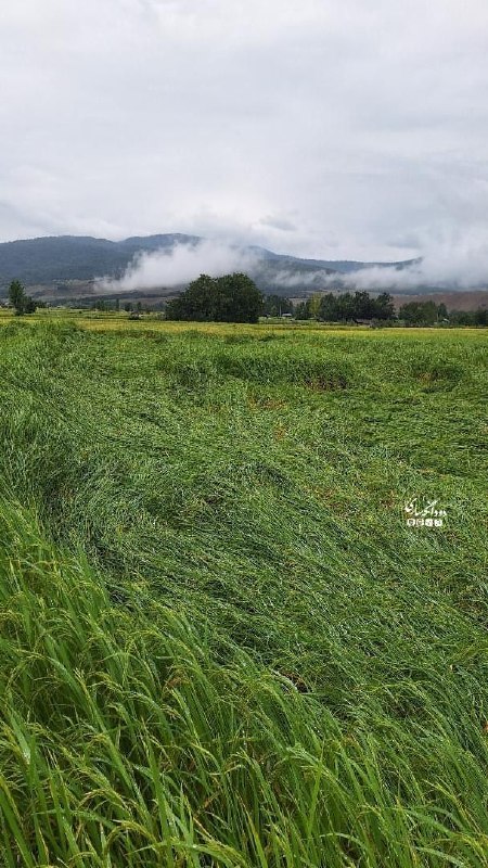 پایگاه خبری ساری فردا: 🌧️🌾 بارش باران، شالیزارهای منطقه را خواباندبارش باران همراه با وزش باد در بخش دودانگه ساری باعث خوابیده شدن بخشی از شالی