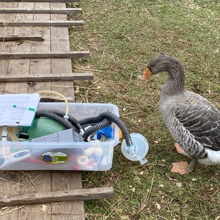 Zoo and wildlife medicine Telegram Group Link