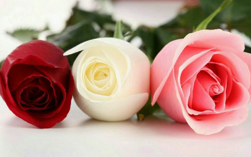 💜مًٌٍتًٌٍنًٌٍ ًٌٍنًٌٍوًٌٍشًٌٍتًٌٍهًٌٍ ًٌٍهًٌٍاًٌٍیًٌٍ ًٌٍدًٌٍلًٌٍتًٌٍنًٌٍگًٌٍیًٌٍ💜: 🌸تو را . ....... .در روزگاری دوست دارم .... . 🌸که. ... . نمی دانند عشق چیست....!#دوستت_دارم❤️🌼🌺