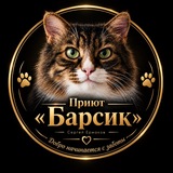 КОТ БАРСИК