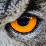 Leadushka News
