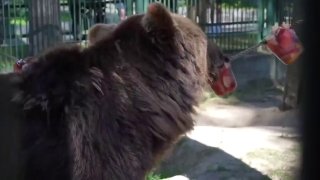 Настроение жаркого четверга — медведи из Московского зоопарка, которые охлаждаются мороженым с рыбой. В меню есть и более традиционные варики с овощами, фруктами и клубничным вареньем.  Неудивительно, сегодня в столице будет самая высокая температура с нач