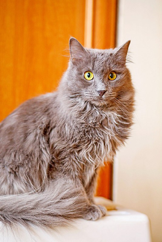 Очаровашки Шафран и Доминик ищут своих людей ☺️ — фото 1