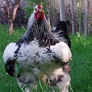 Toʻvuqlardan daromad🐔🦃