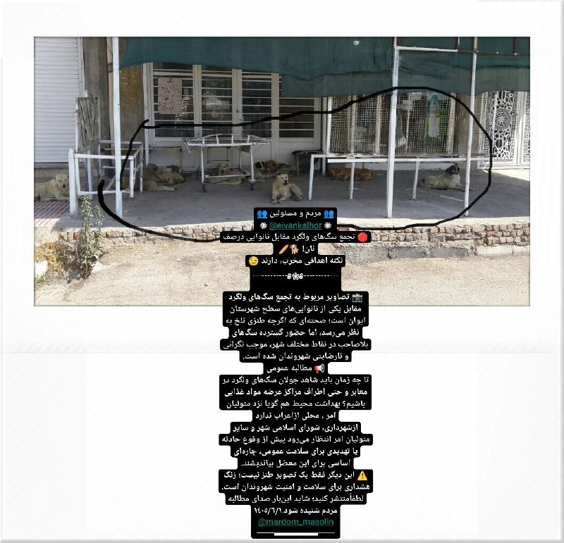 ◾️ایوان کلهر◾️◽️: 👥 مردم و مسئولین 👥✺ @eivankalhor ✺🔴 تجمع سگ‌های ولگرد مقابل نانوایی آیا صف آرایی شان جهت تهیه نان است؟! 🐕🥖 نکنه اهدافی م