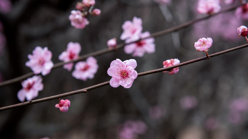 China in bloomPlum blossoms in China (© zhikun sun/Getty Images)