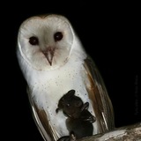 twaperry