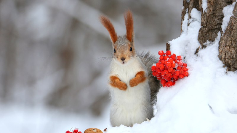 A flash of red in the winter whiteEurasian red squirrel (© Galina Jacyna/Getty Images)