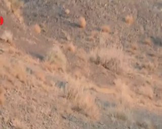 🎦 Observation of female lynx "Thelma" with 4 cubs in their old age