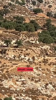 مستوطن يرعى أغنامه قرب طريق الشهداء شمالي رام الله