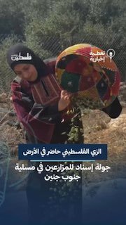 בלבוש עתיק עמותת התחפושות הפלסטינית משתתפת עם חקלאים בעונת מסיק הזיתים בעיירה מצליחה, דרומית ל איתנות מול פ…