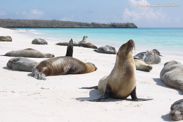 【加拉巴哥群島】獨一無二的人間淨土- 揭開達爾文進化論序幕