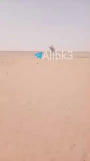 נהרג ונפצע בשורות הכוחות הפרו-סעודיים לאחר שטיל תימני נפל ישירות על מחנות כוחות החירום של הדיוויזיה הראשונה.
