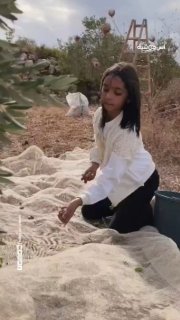 طفلة فلسطينية من اليامون تروي قصة الزيتون والأرض