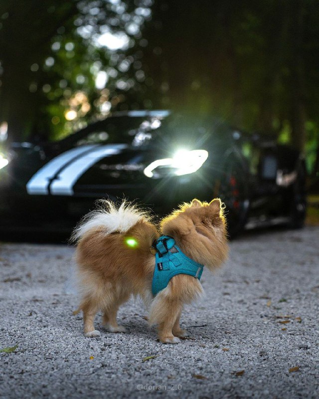 Ford GT 8