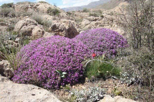 آخرین خبر کرمانشاه: 🔺️خشکسالی، «طلای سفید» کرمانشاه را متوقف کرد🔹️کاهش بارش‌ها و تداوم خشکسالی، بهره‌برداری از گون‌زارهای کرمانشاه را با محد