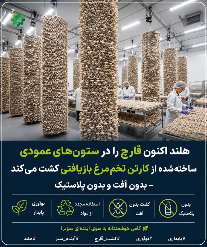 فعالان صنعت غذا: 🌲 تا حالا این روش کشت قارچ رو دیده بودید؟🍄✌️این روش نمونه‌ای جذاب از ترکیب اقتصاد چرخشی و کشاورزی در محیط کنترل‌شده است.