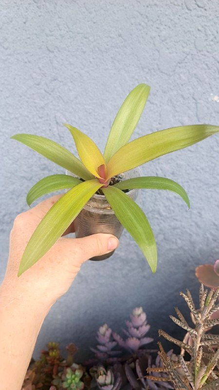 Продаю растение растения цветок цветы — фото 1