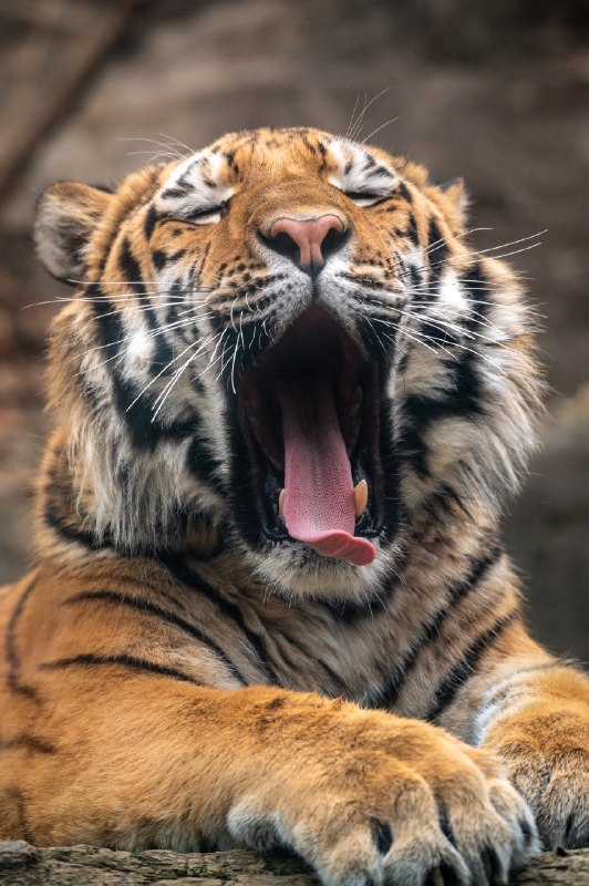 National Geographic farsi: شبتون خوش 🐅🌏 | @NationalGeographicFarsi