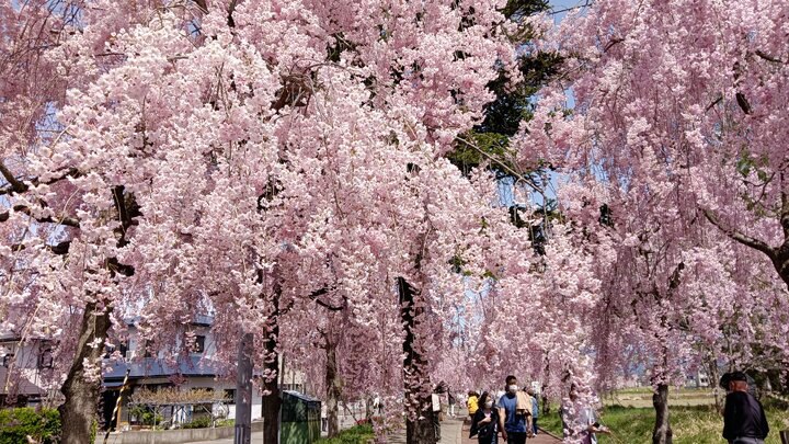 喜多方日中線賞櫻記