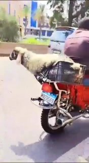 "מה אתה חושב, קזדורה?" המשהד מג'בייל אתמול