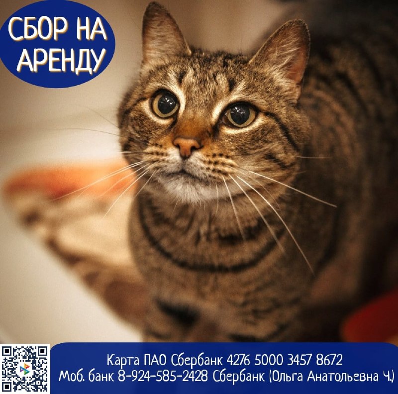 Дорогие друзья!
Наш приют снова нуждается в вашей...