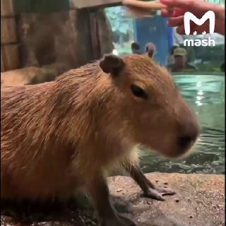 Добровое утро начинается не с кофе, а со спа. Капибарам Персику, Искре и Карамельке в "Москвариуме" устроили настоящий день релакса — овощные вкусняшки, тропический душ и теплые полотенца. Кажется, они живут свою лучшую жизнь.берём пример❗ Не грузятся фото