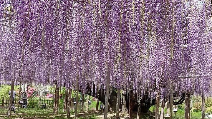 足利花卉公園賞紫藤花
