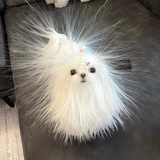 чукумубер