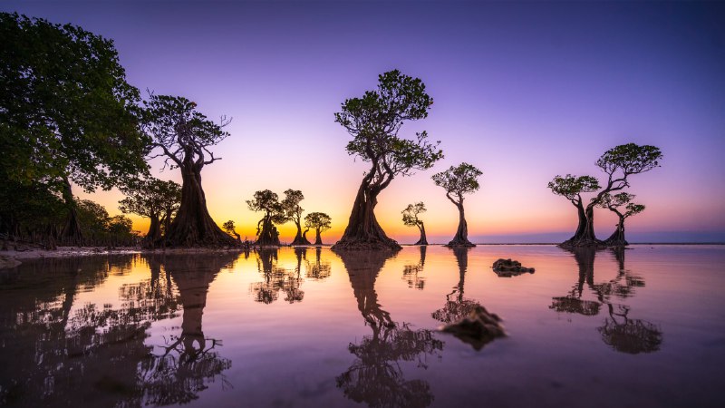 Sentinels of the tideMangrove trees at twilight, Walakiri Beach, island of Sumba, Indonesia (© Boonchet Ch./Getty Images)
