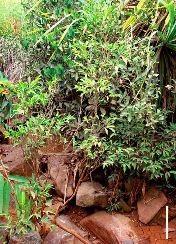 Scientists in the Philippines have discovered a remarkable plant with a superpower: it can thrive in heavily polluted soil by sucking up toxic heavy metals without being harmed.The plant, named Rinorea niccolifera, was identified by researchers from the University of the Philippines Los Baños on Luzon Island. It belongs to a rare group of species known as hyperaccumulators.This hardy plant can absorb and store up to 18,000 parts per million of nickel in its leaves. 100 to 1,000 times more than typical plants can tolerate. It also effectively pulls cadmium and lead from the soil, safely storing the toxins in its tissues.The discovery highlights the potential of phytoremediation, an eco-friendly, low-cost technique that uses plants to naturally clean up contaminated land. Researchers believe Rinorea niccolifera could become a powerful tool for restoring ecosystems damaged by mining and industrial pollution.Science and facts💡