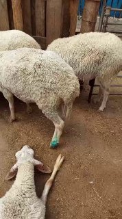 רשת חדשות ירושלים