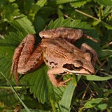 KuzmaIvanich