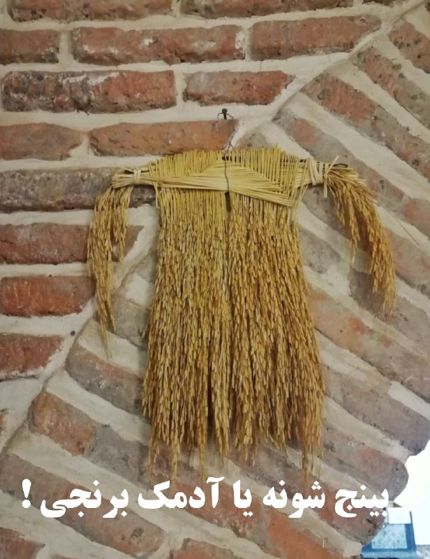 بابلیها: 🟢 🌾 «بینج شونه» یا «عاروس گیسه» عروسک آیینی شکرگزاری و برکت برنجکاران مازندران 🟢🔖 @BABOLIHAA✍️ #سیده_سحر_حسینی ( فعال ب