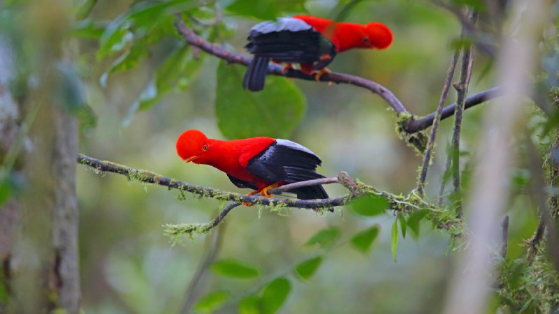 Double the dramaAndean cocks-of-the-rock, Ecuador (© Kit Day/Alamy)