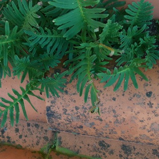 Pi 314 Telegram Group Link