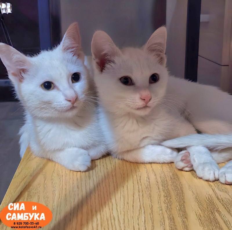 Котята *Сиа* и *Самбука*
Возраст 4...
