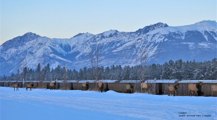 相約在冬季－加拿大洛磯山脈賈斯伯國家公園Jasper NP冬季冰雪景點