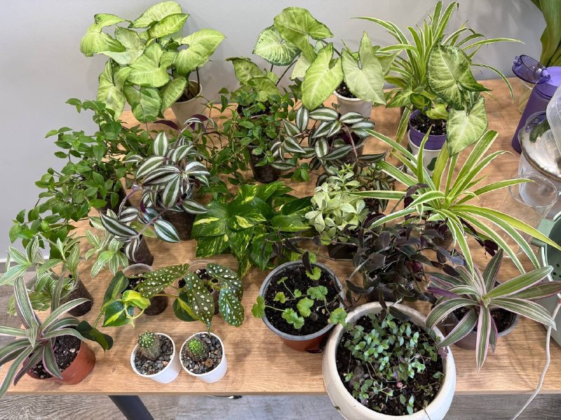 Продаю комнатные растения — фото 1